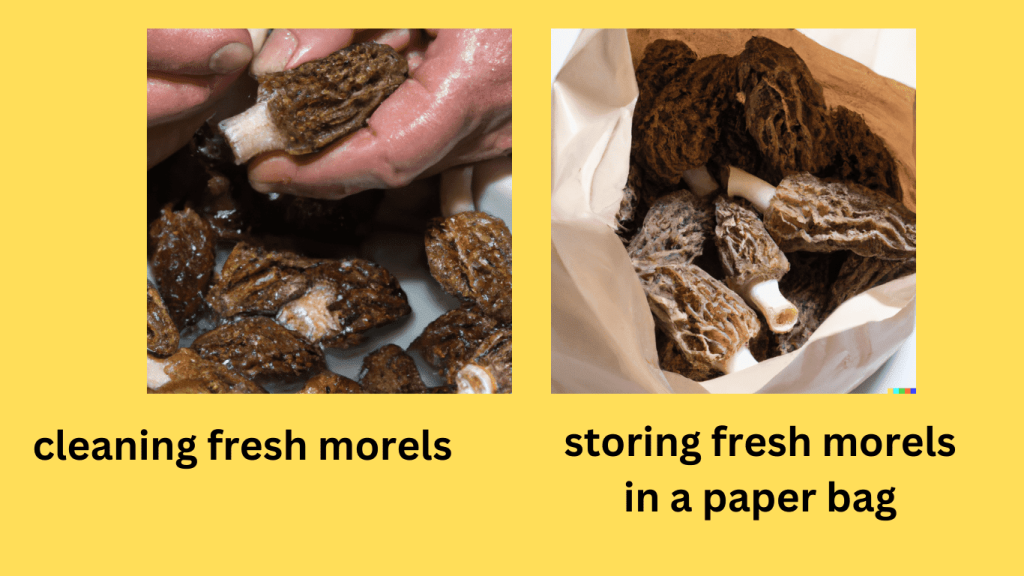 cleaning fresh morels and storing fresh morels in a paper bag