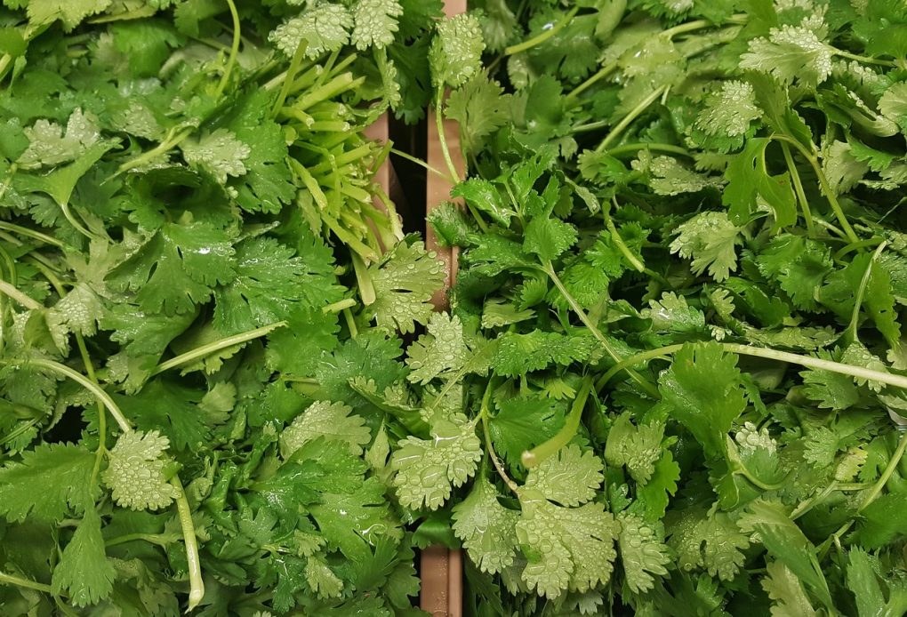 cilantro, coriander, herbs-1429136.jpg