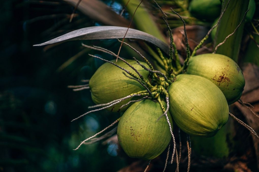green, coconuts, kohphangan-3681261.jpg