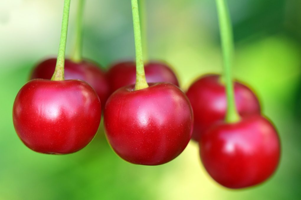 cherries, fruit, food-3477927.jpg